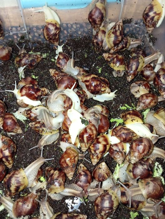 Юз терапияси учун Улиткалар