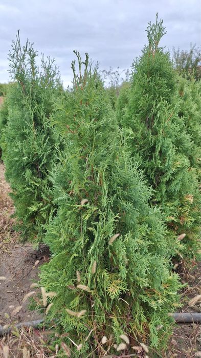 Туя, западна смарагд