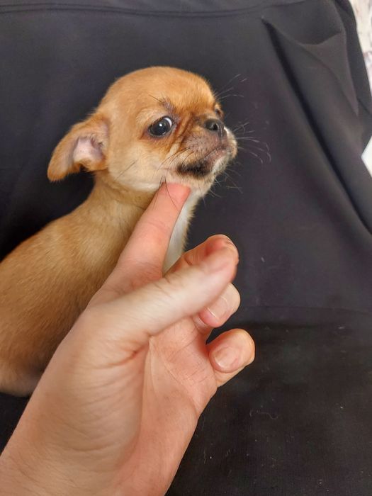 Продаю щенка чихуахуа