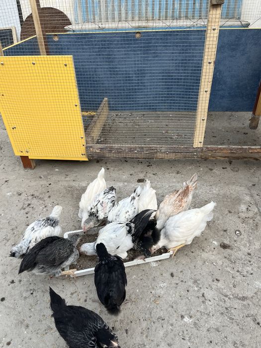 Продаю цыплят домашних