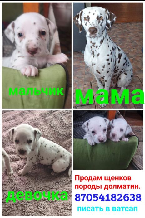 Продам щенков породы далматин.