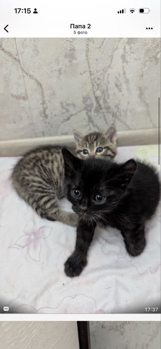 Ласковые Котята 1.5 мес