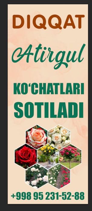 РОЗЫ,Атирнул кучатлари