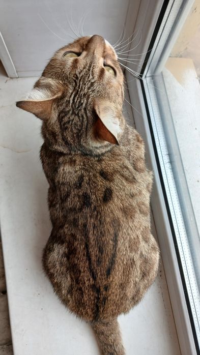 Отдам кошку в хорошие руки