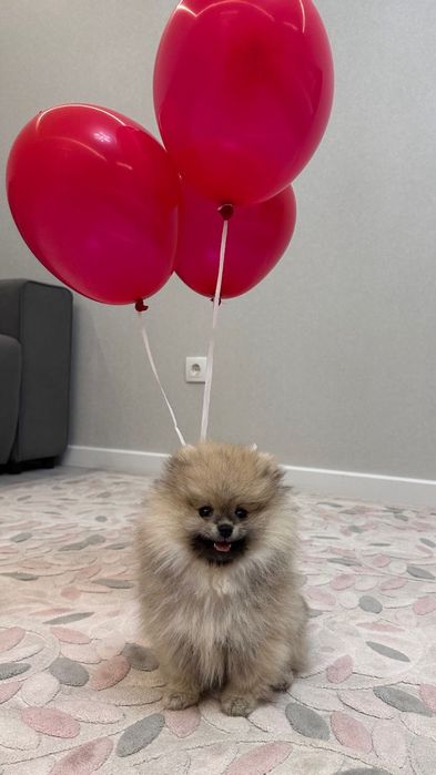 Щенок немецкого шпица