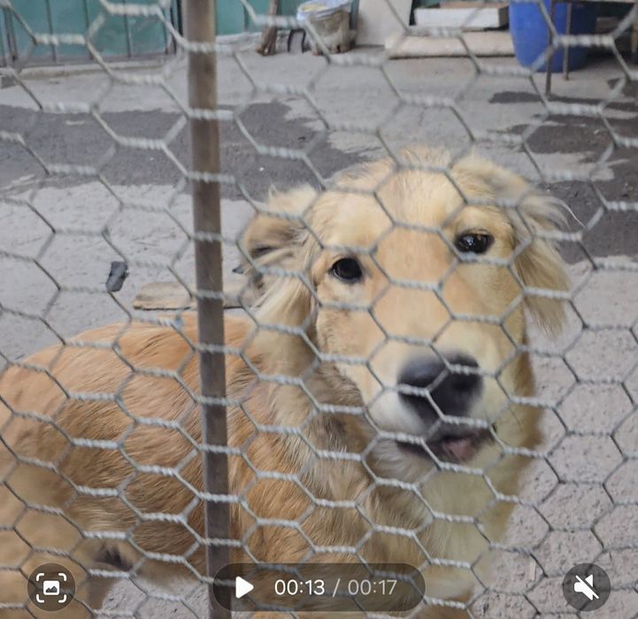 Потерялся пес Думан, Думан-2