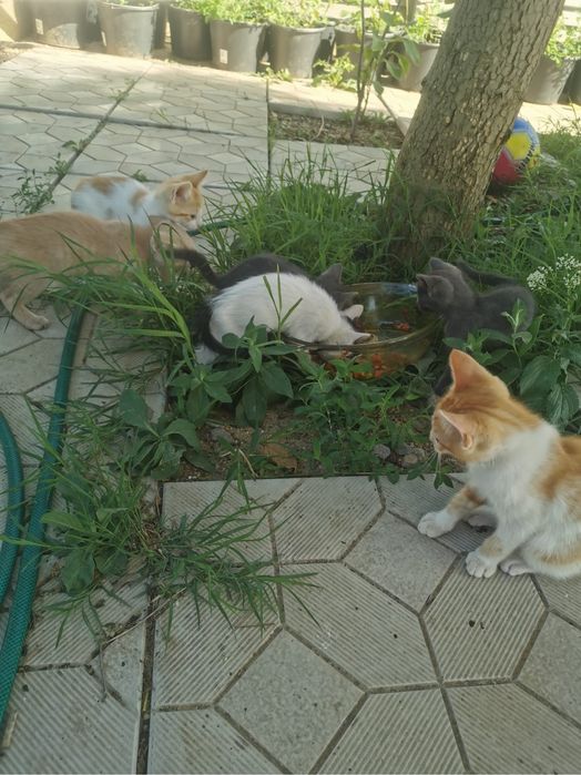 Donez pisici (3 pisoi, 2 femele)