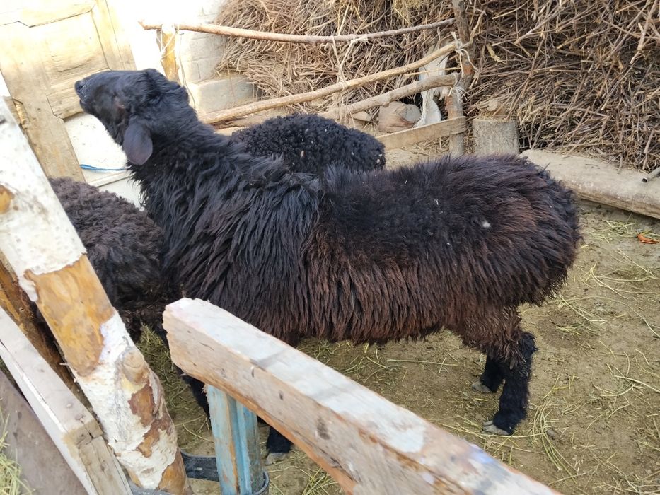 Qochqor sotiladi manzil Vobkent