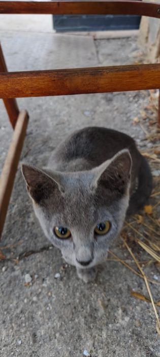 Котёнок мальчик 3 месяца