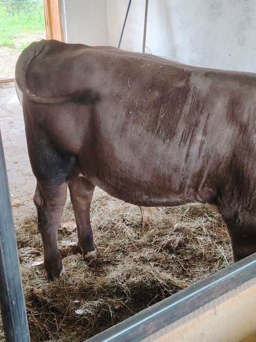 vițel angus de 3 luni