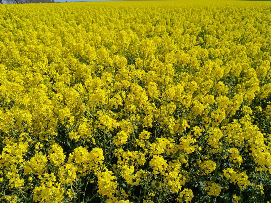 Продавам парцел преди с. Яребична 4дек с разрешително за строеж