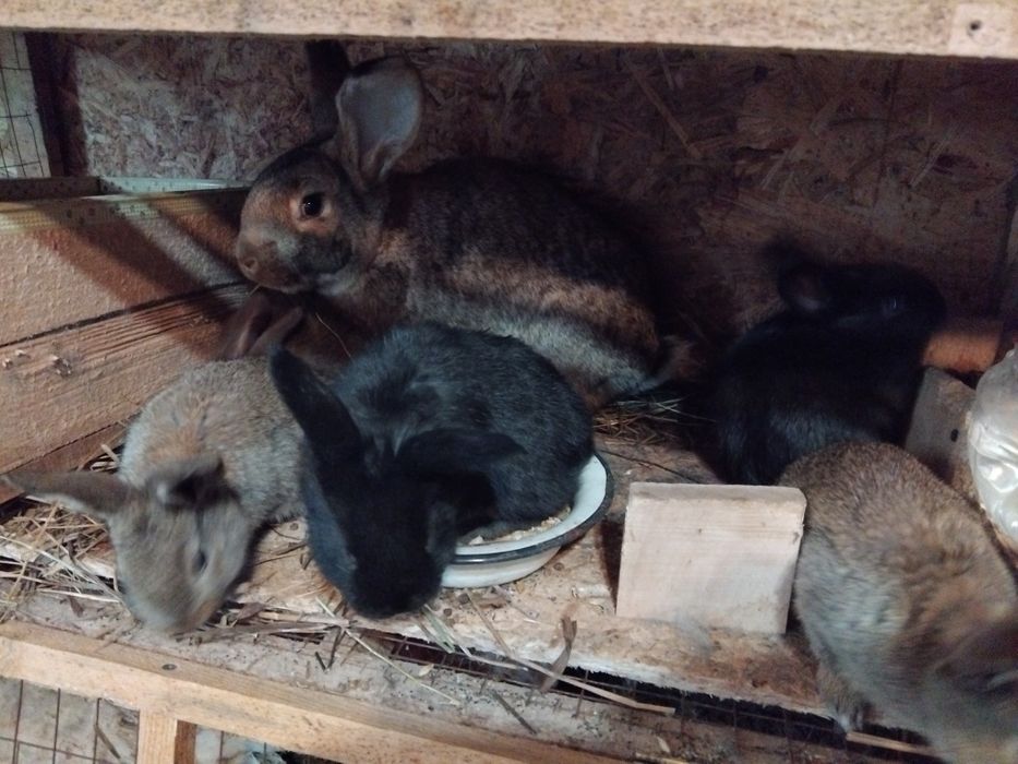 Кролики. Молодняк и взрослые