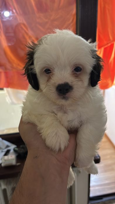 "Donez" pui shih tzu