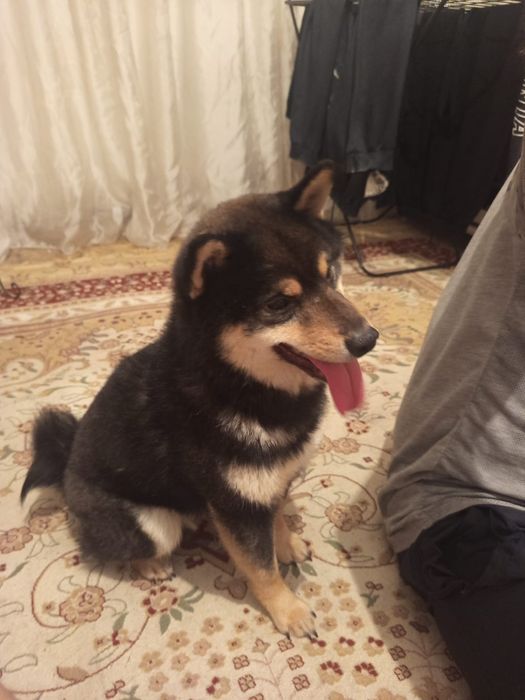 Кобель Сиба Ину на вязку