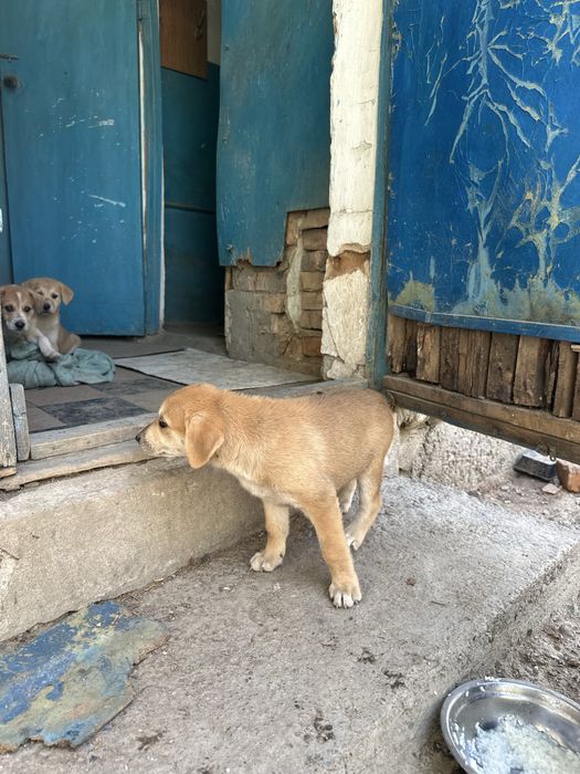 Щенок девочка в добрые руки