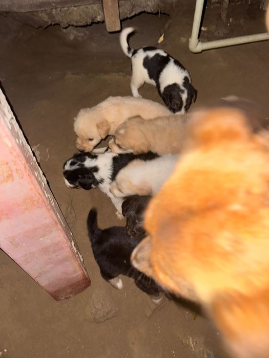 Продам щенят в хорошие руки