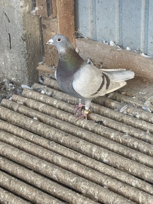 Porumbei de vanzare!