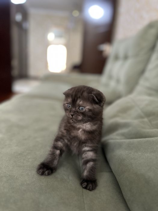 Продается чистая шотландская вислоухий котенок