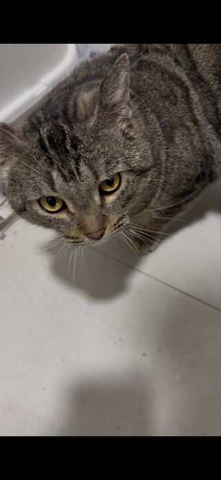 Отдадим в добрые руки