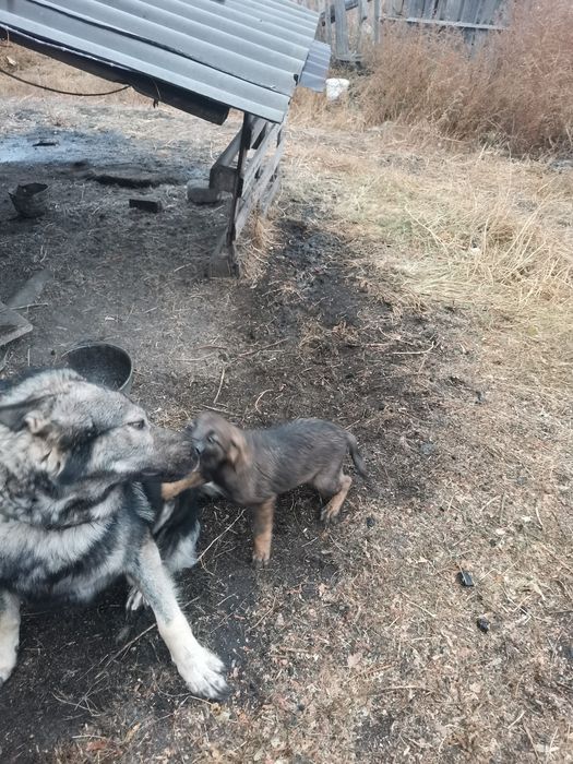 Отдам бесплатно щенят девочек