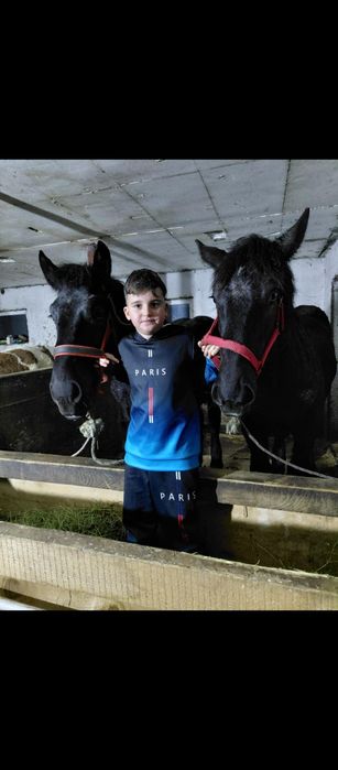 Vând mânji perseroni