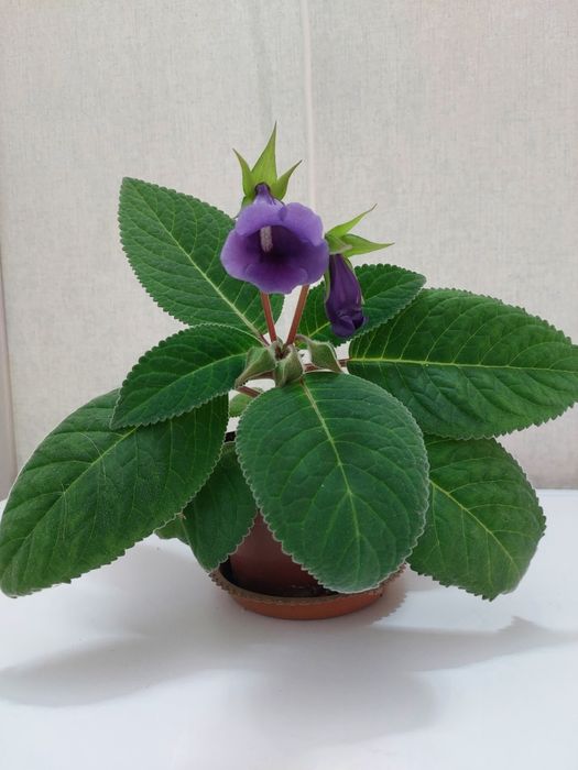 Глоксиния синего цвета