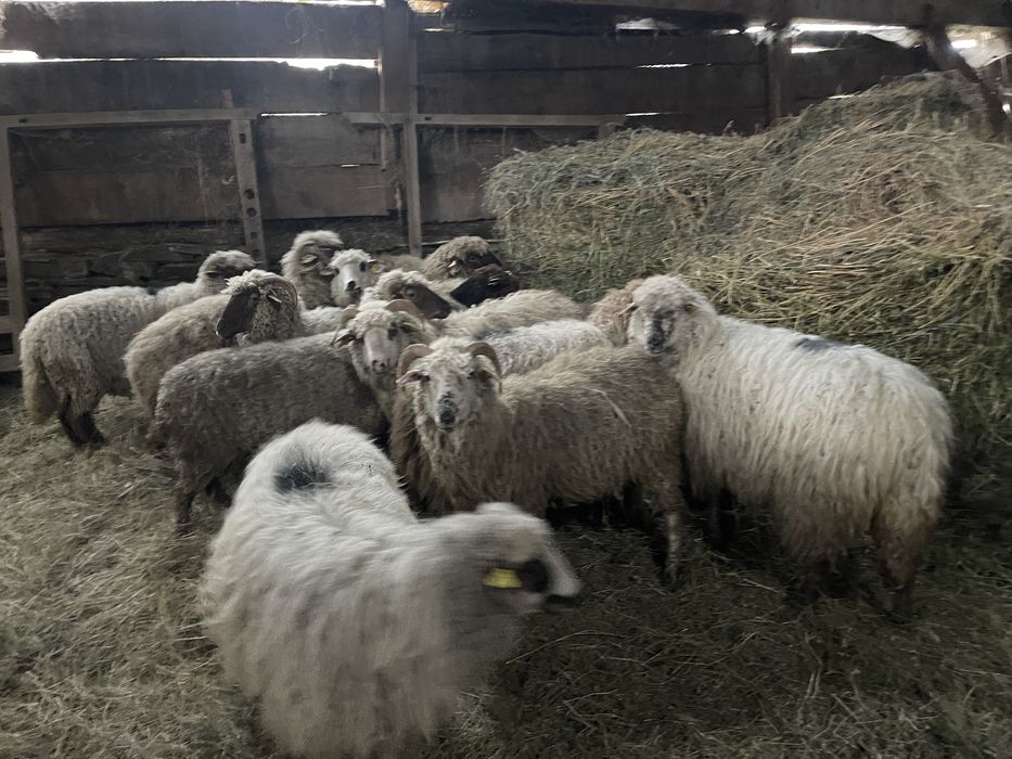 Oi tinere de vânzare!