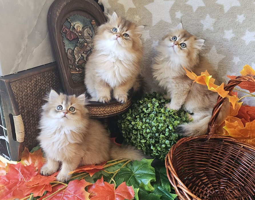 Британски дългокосмести котенца