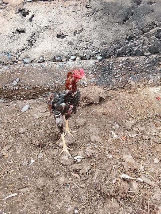 Дакан кораз сатылад