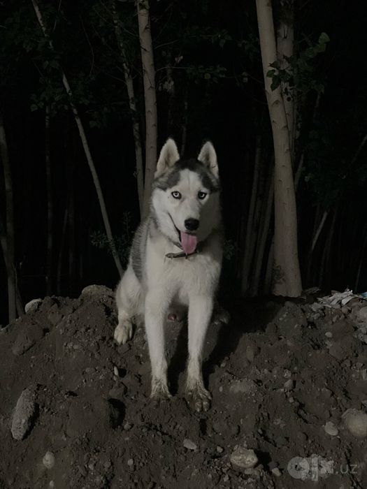 Ищем жену для нашего хаски