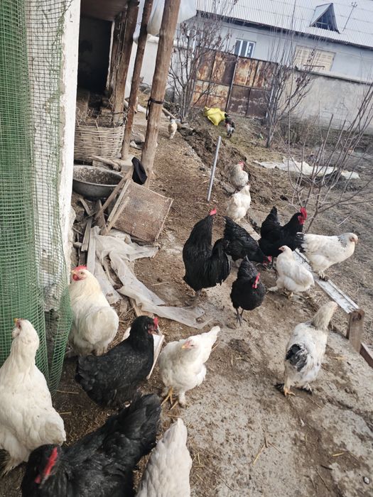 Брама товук ва хурозлари сотилади