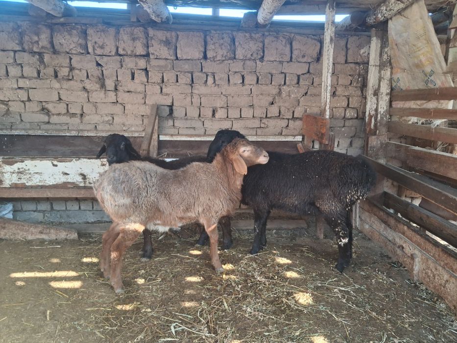 Тоқты Қошқарлар бар