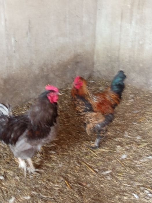 Продам домашних петухов