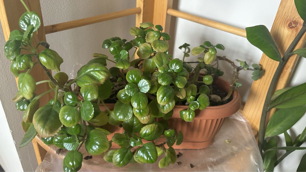 Продам Плектрантус - Шведский плющ