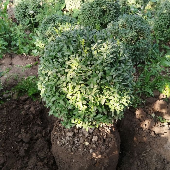 Самшить оптом на заказ