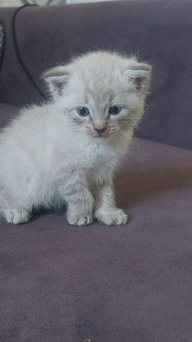 Котята бесплатно