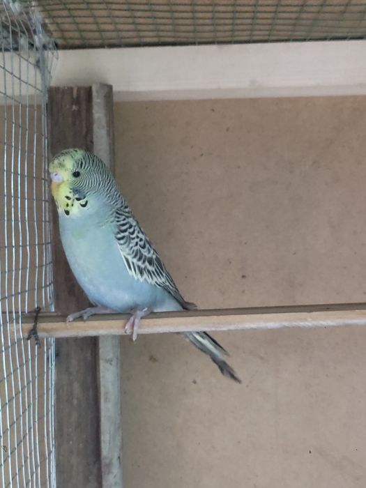 Budgerigar
Juda mashhur uy qushi
Oson qo‘lga o‘rganadi