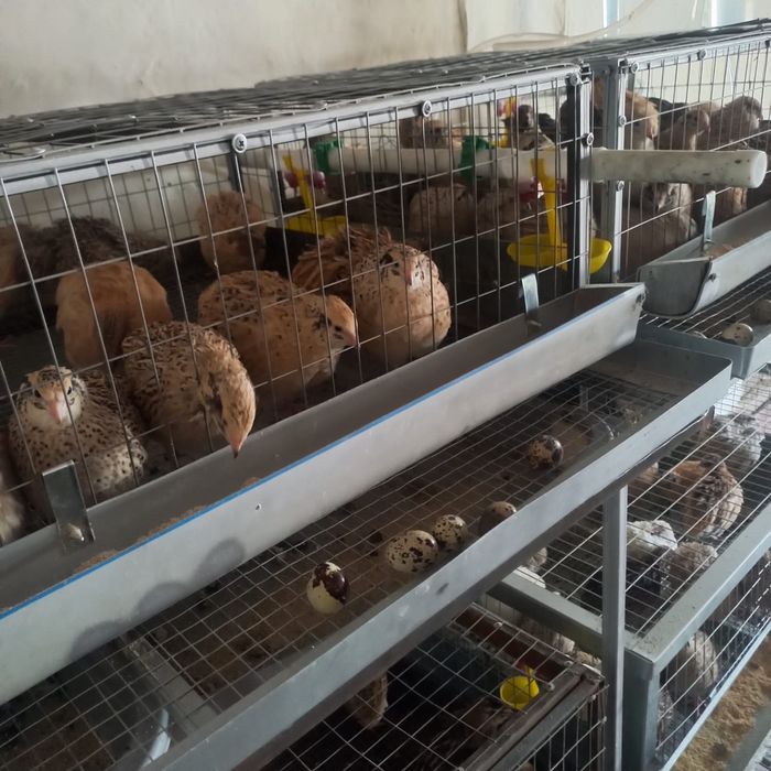 Клетка для перепелок