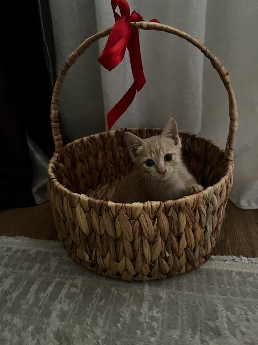 Котенок в хорошие руки