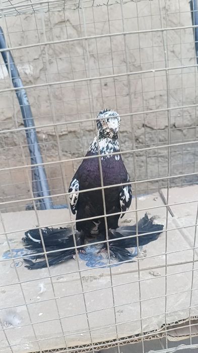Голуби сочь самец
