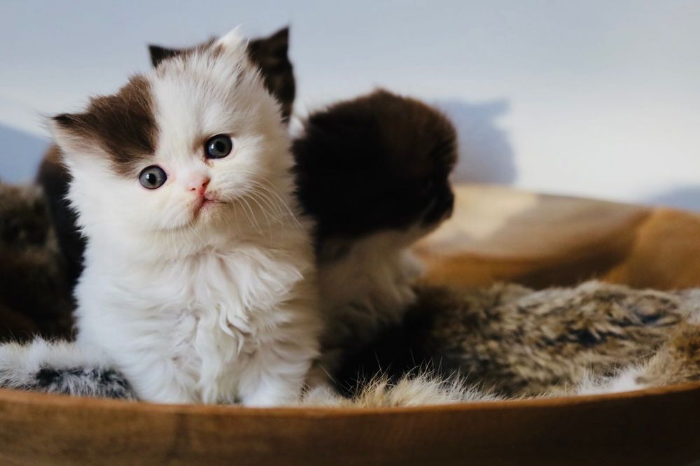 Brits langhaar kittens