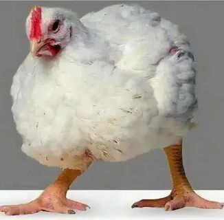 Корм для кур и кроликов