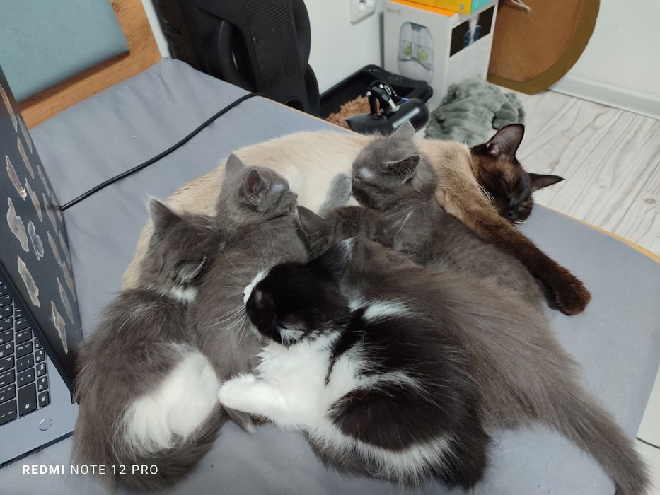 Котята в добрые руки