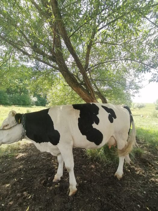 Vand juninca la prima fatare