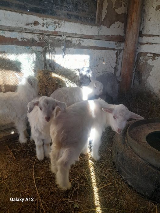 Занен лактар сатылады