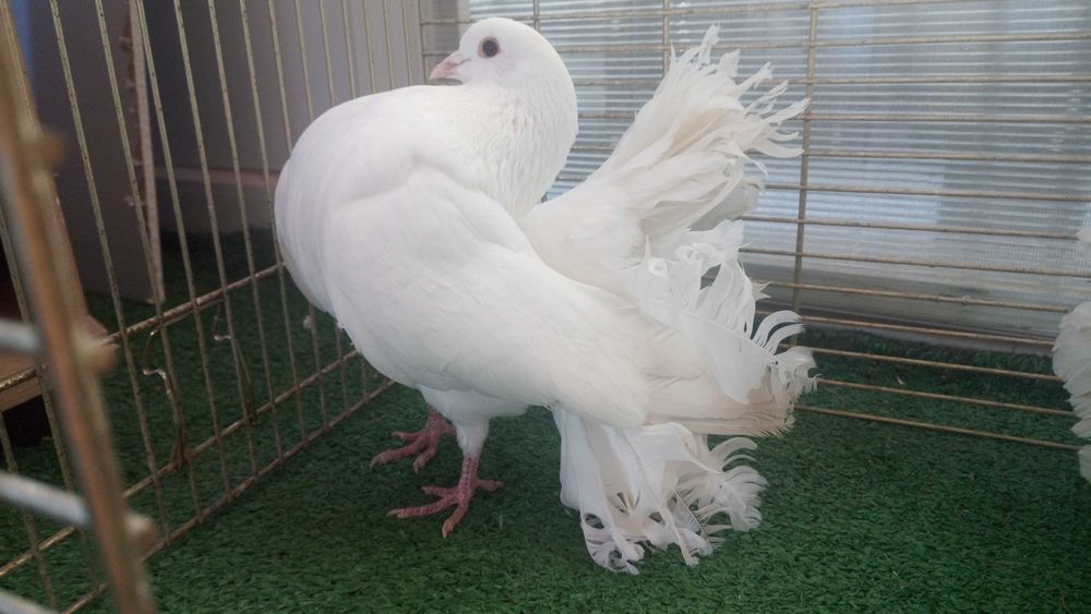 Porumbei de frumusete..curcani.rotari.satineti. .satineti.