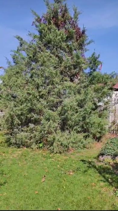 Саженцы ёлок. Очень быстро растут.