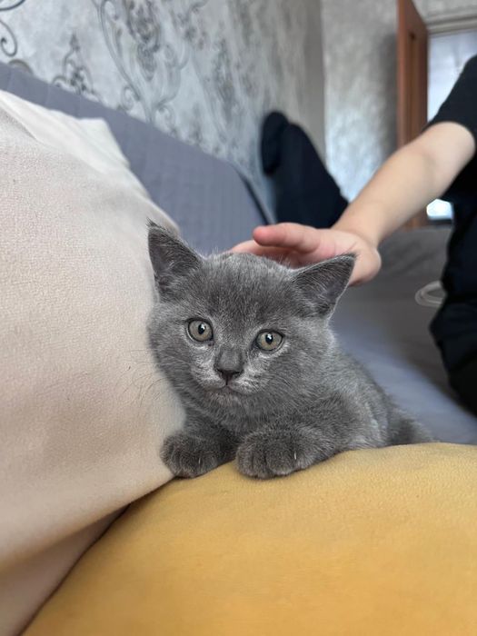 Продам шотландских котят