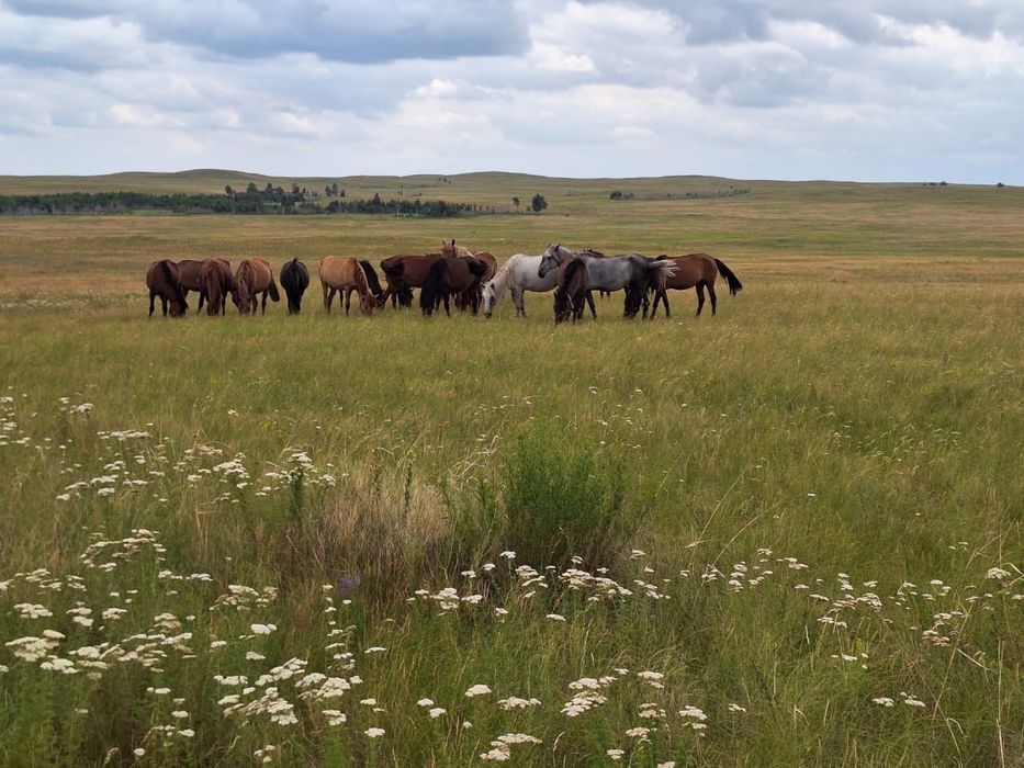 Хозяйство фермерское