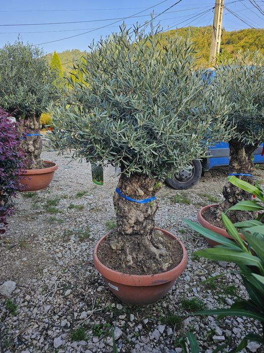 Maslin secular , olea europaea. Calitate extra,  poza reala pret real